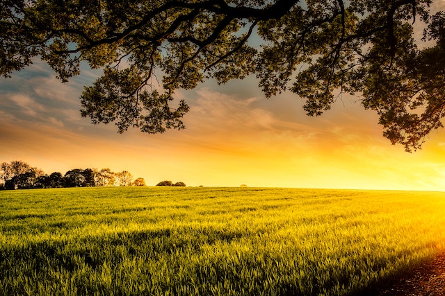 Mississippi Farmland A Deep Dive into America's Fertile Investment